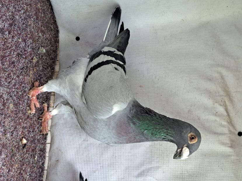  - pasari si porumbei ce detin in prezent