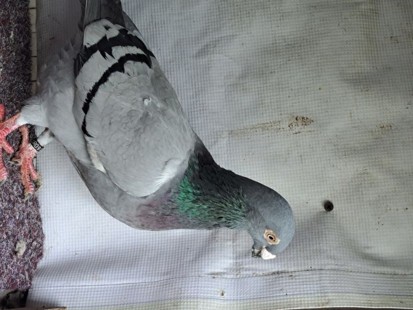  - pasari si porumbei ce detin in prezent