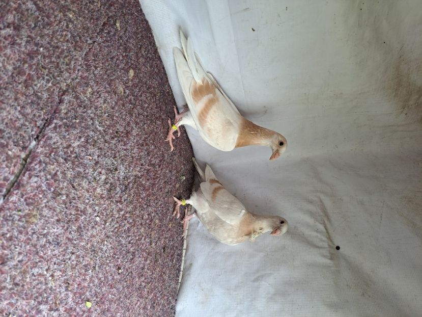  - pasari si porumbei ce detin in prezent