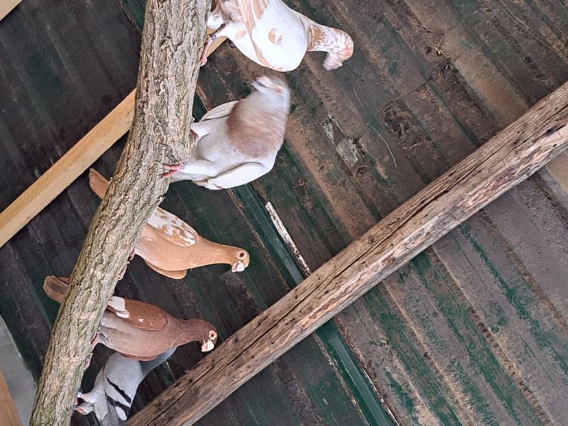  - pasari si porumbei ce detin in prezent