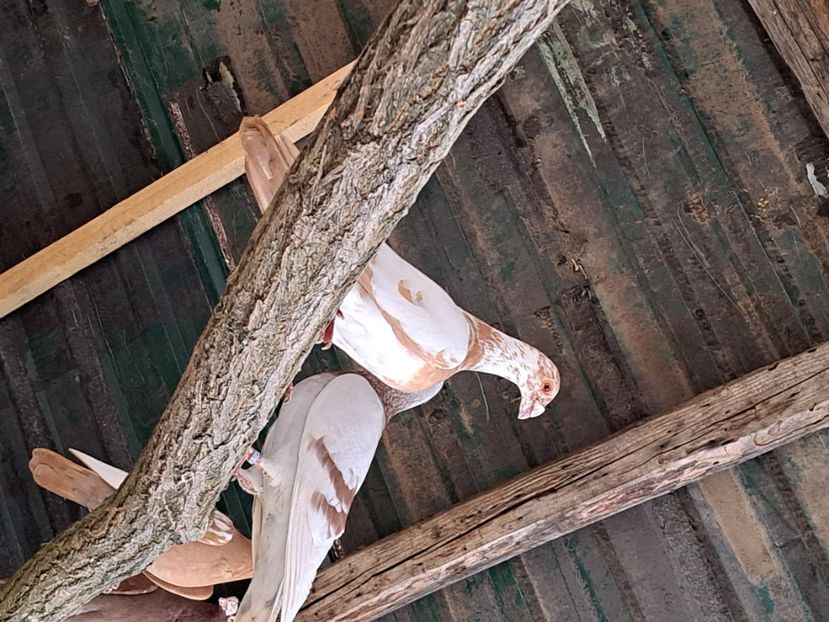  - pasari si porumbei ce detin in prezent