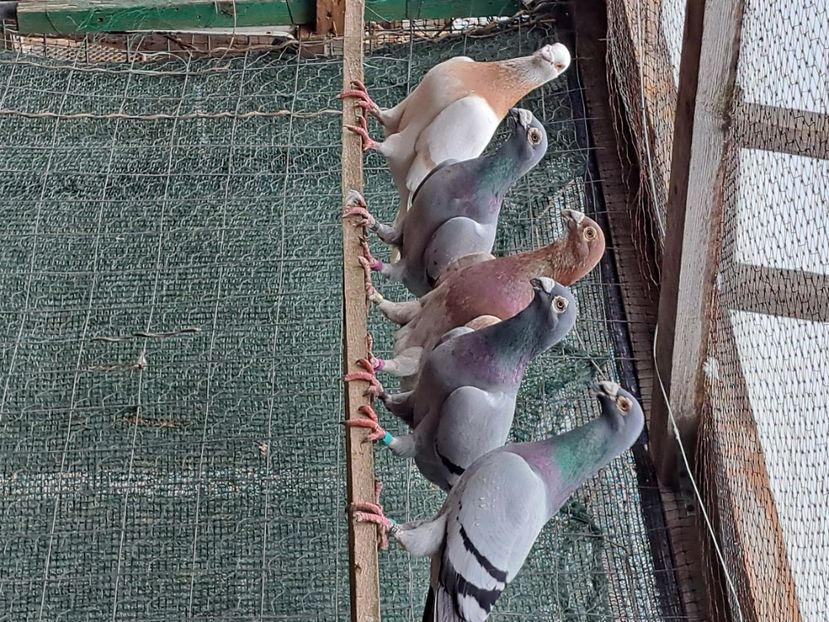  - pasari si porumbei ce detin in prezent