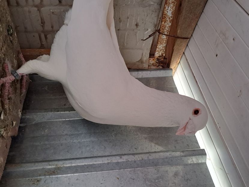  - pasari si porumbei ce detin in prezent