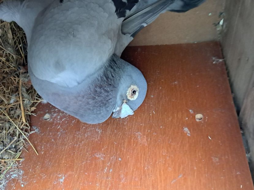  - pasari si porumbei ce detin in prezent