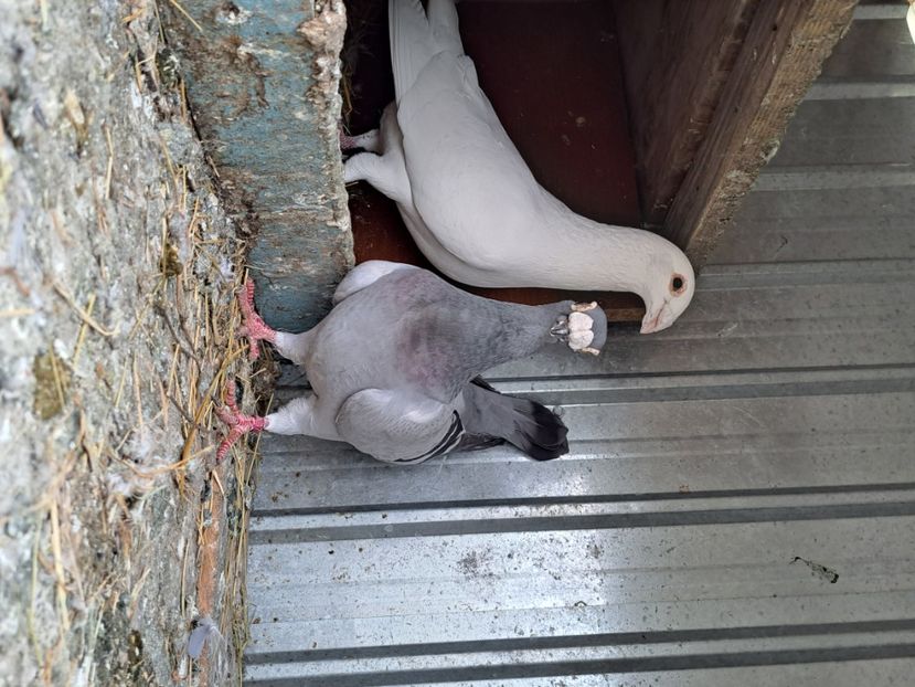  - pasari si porumbei ce detin in prezent