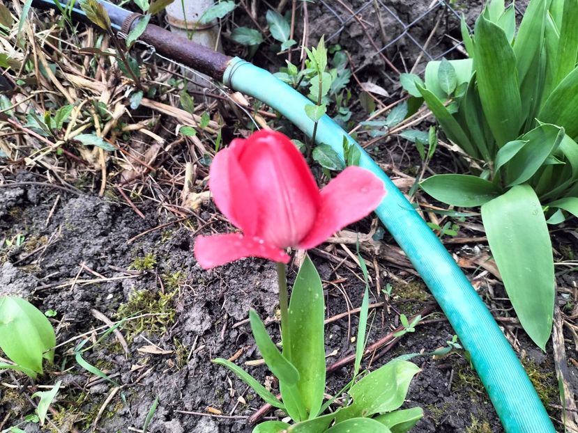 IMG20230417171929 - Primăvara 2023