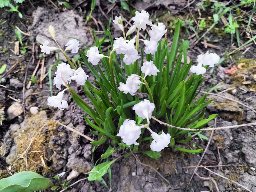 IMG20230417171923 - Primăvara 2023