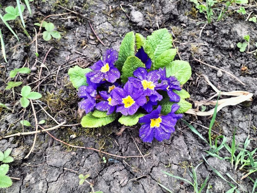 IMG20230417171754 - Primăvara 2023