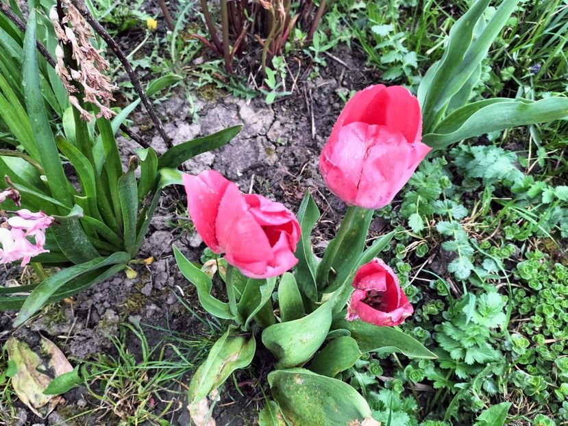 IMG20230417171455 - Primăvara 2023