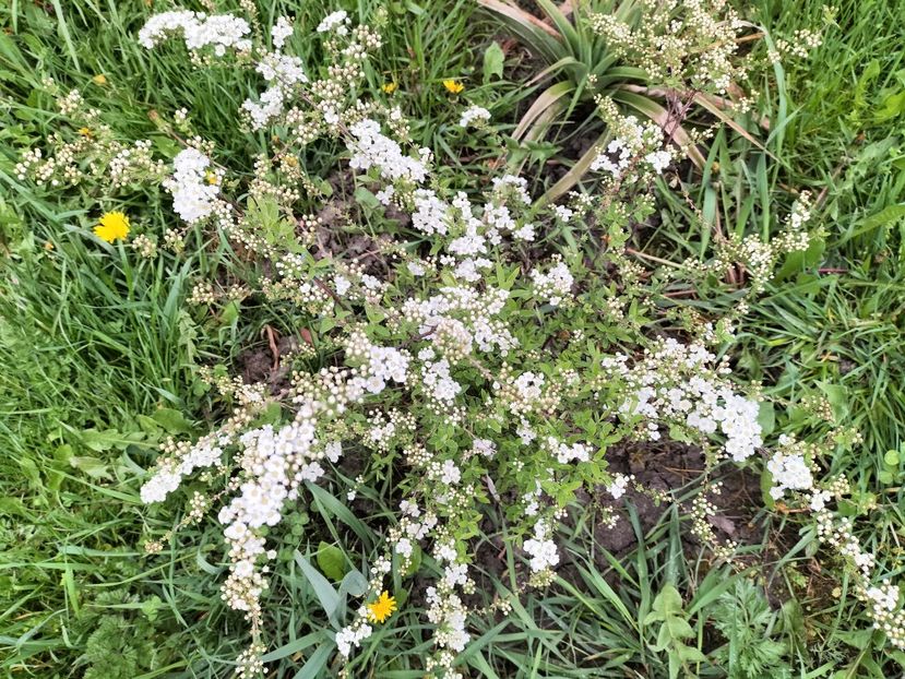 IMG20230417171440 - Primăvara 2023