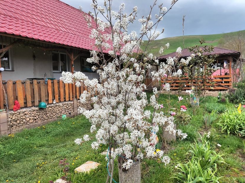 pomul de stafide - Primăvara 2023