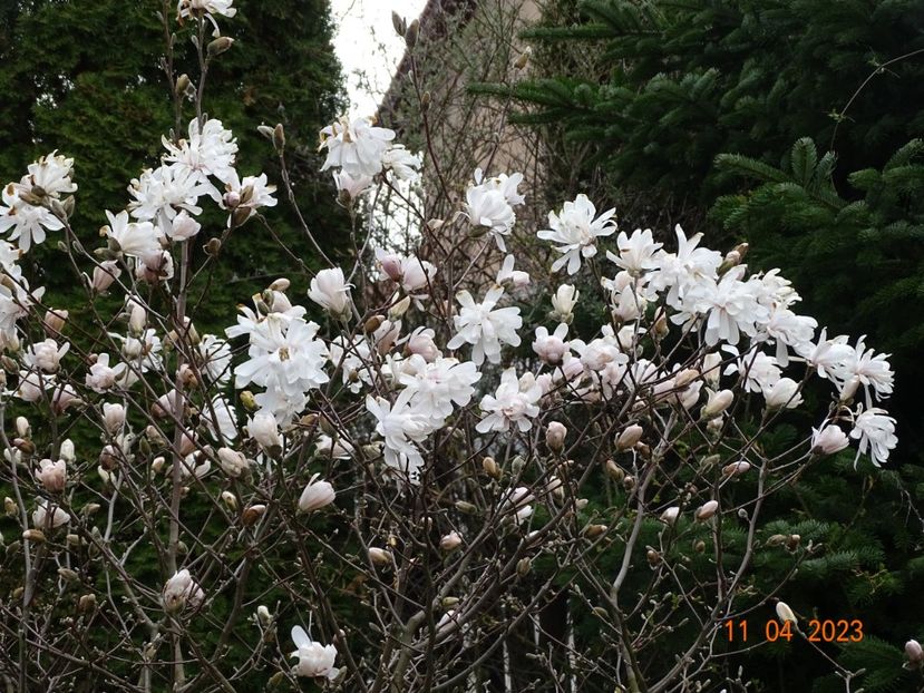  - Copacei si arbusti 2023