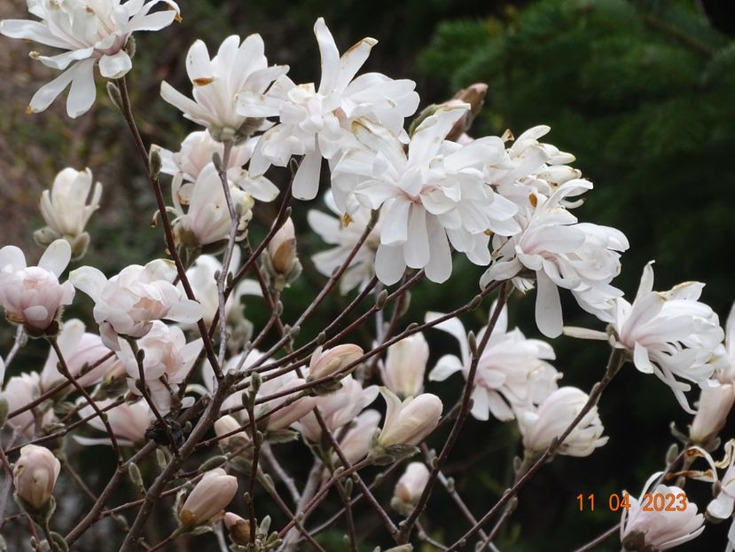  - Copacei si arbusti 2023