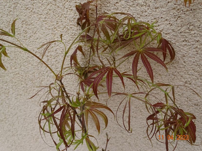 acer palmatum Red Pygmy - Copacei si arbusti 2023