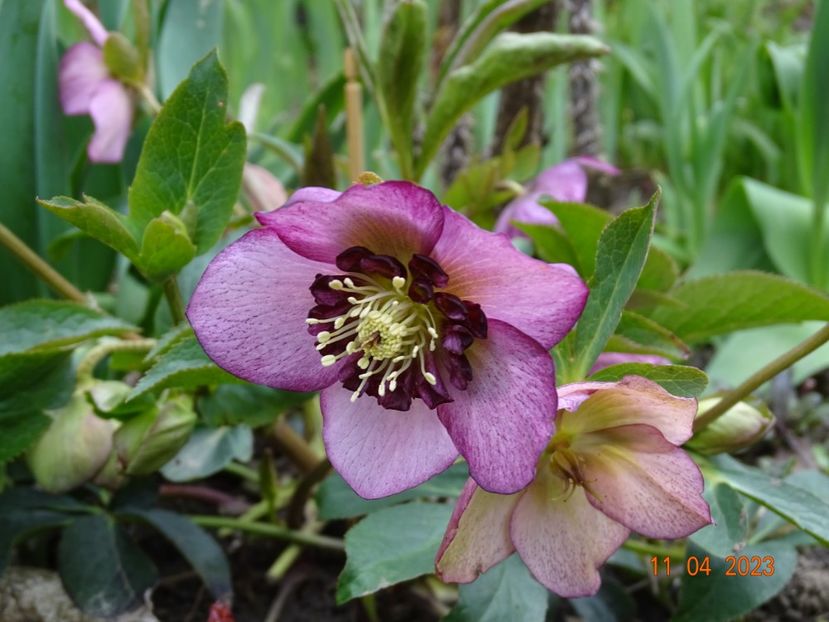 - Helleborus 2023