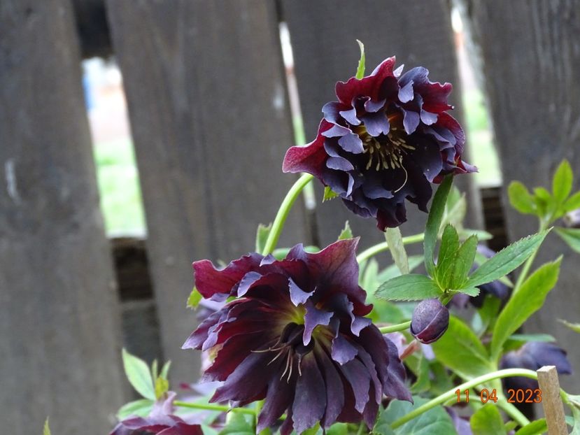  - Helleborus 2023