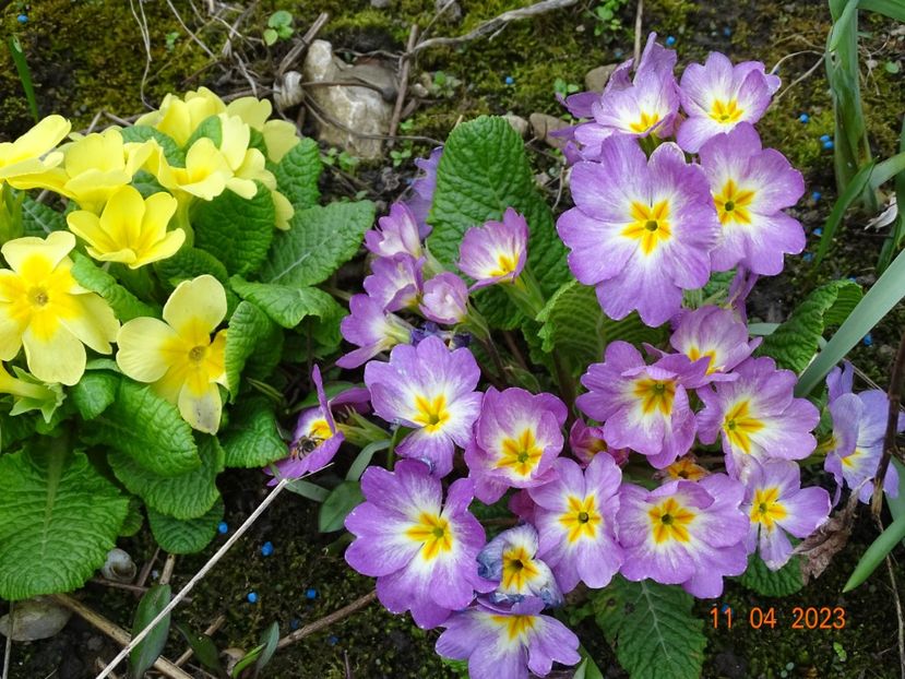  - Primule 2023