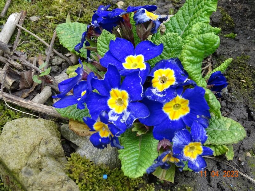  - Primule 2023