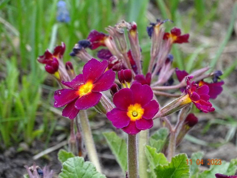  - Primule 2023