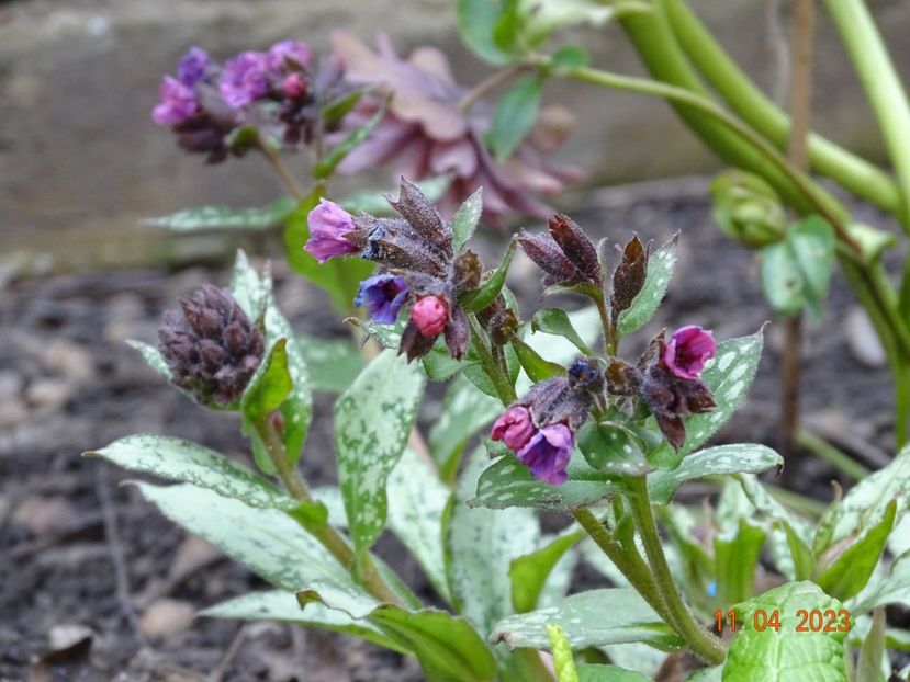 pulmonaria Silver Bouquet - Primavara 2023