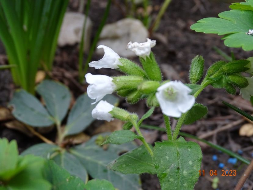 pulmonaria Sissinghurst White - Primavara 2023