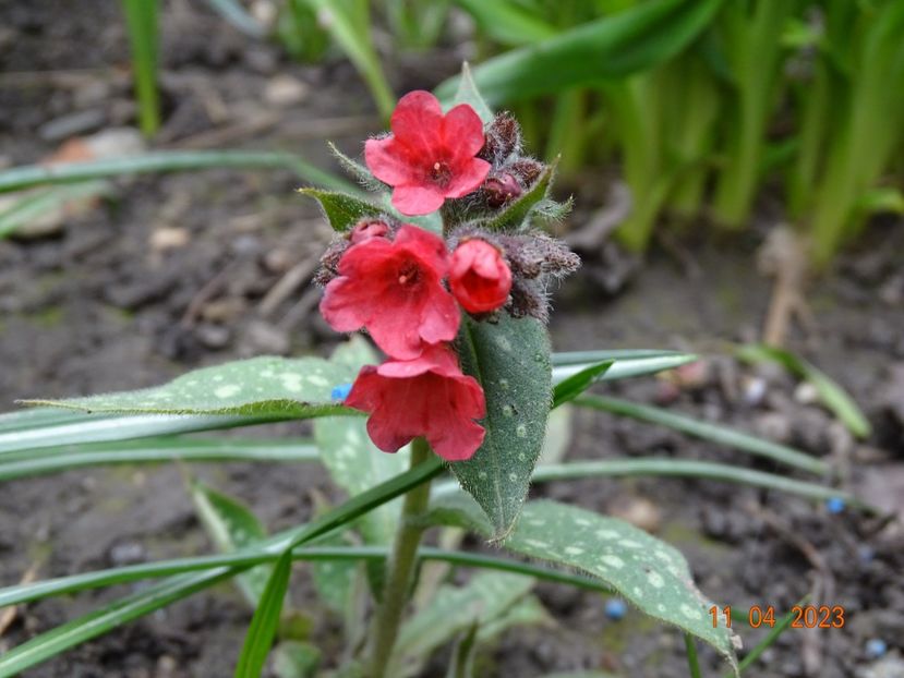 pulmonaria Shrimps on the Barbie - Primavara 2023