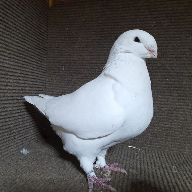  - Porumbei Vânduți