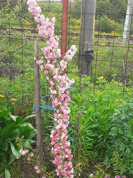  - 0 Migdal japonez prunus glandulosa rosea plena
