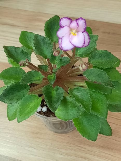  - Morgan s Little Linie