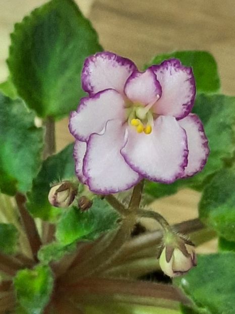  - Morgan s Little Linie