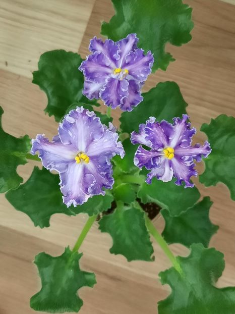  - ZZND-Kristall Swarowsky sport