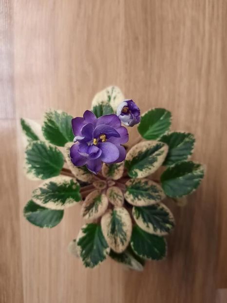  - Morgan s Mediterranean Escape