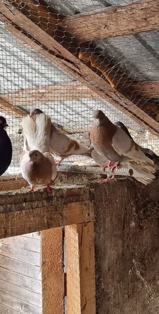 20230412_135532_resized - 9-Dungat Romanesc