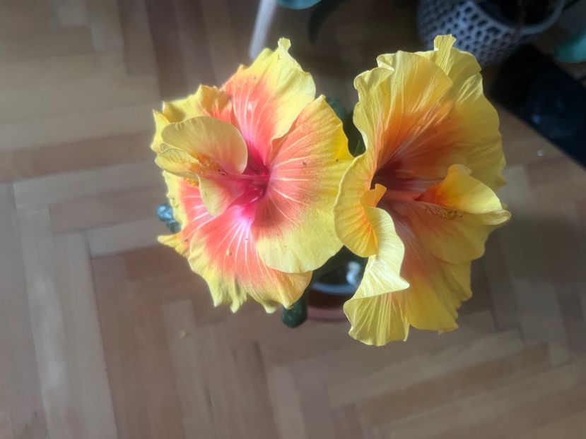 746C599F-9956-41E7-97C6-B2EDE50BAE80 - Hibiscus