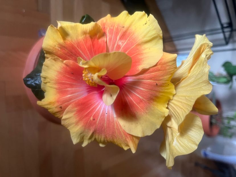 BFFA6AF2-A331-4364-98F5-6778626FF9EE - Hibiscus