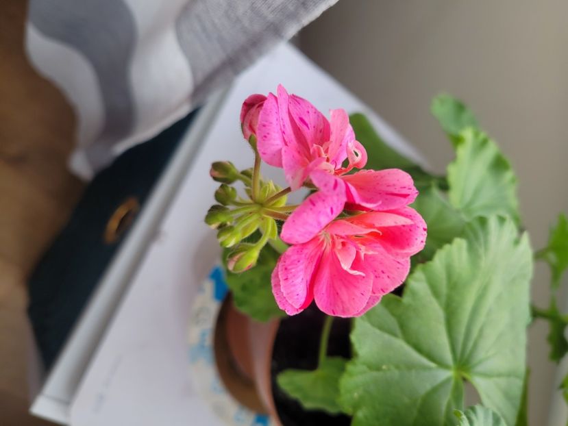 Alta muscata roz  - Florile mele din Anglia