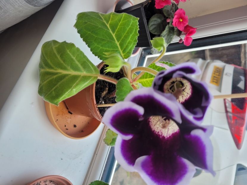  - Florile mele din Anglia