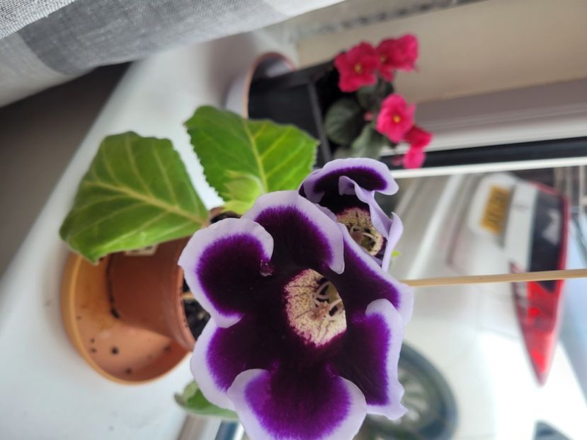  - Florile mele din Anglia