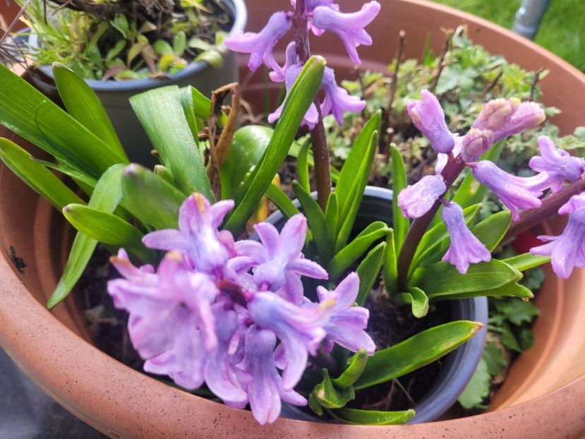  - Florile mele din Anglia