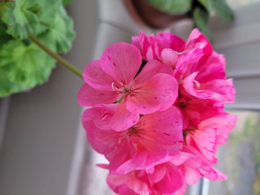  - Florile mele din Anglia