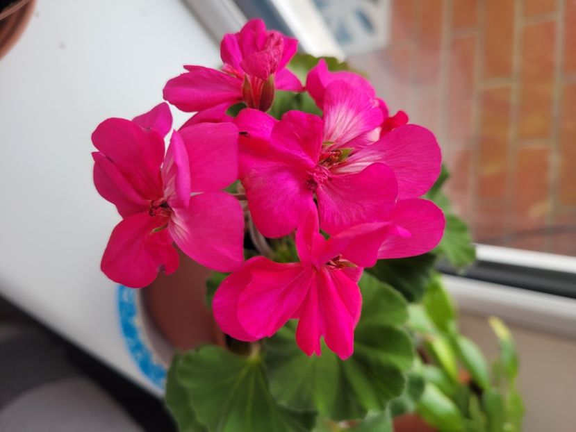  - Florile mele din Anglia