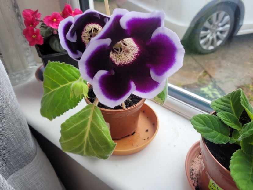 Gloxinia 'Kaiser Wilhelm' - Florile mele din Anglia