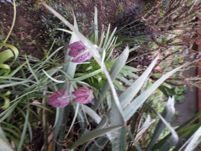 20230416_161637[1] - fritillaria meleagris