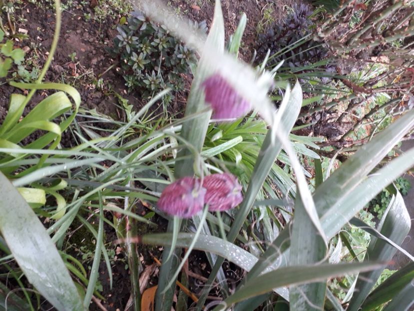 20230416_161640[1] - fritillaria meleagris