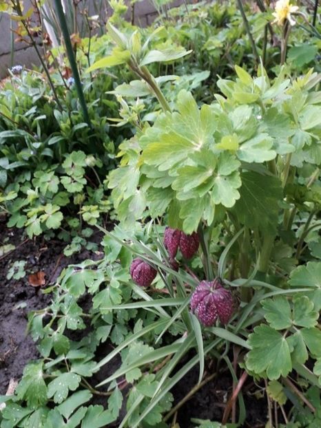  - fritillaria meleagris