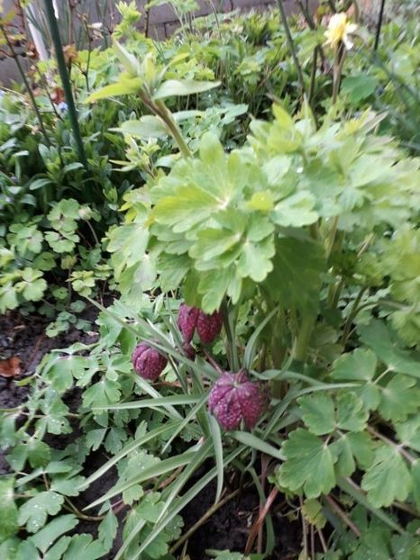  - fritillaria meleagris