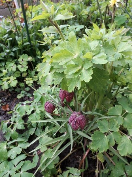  - fritillaria meleagris