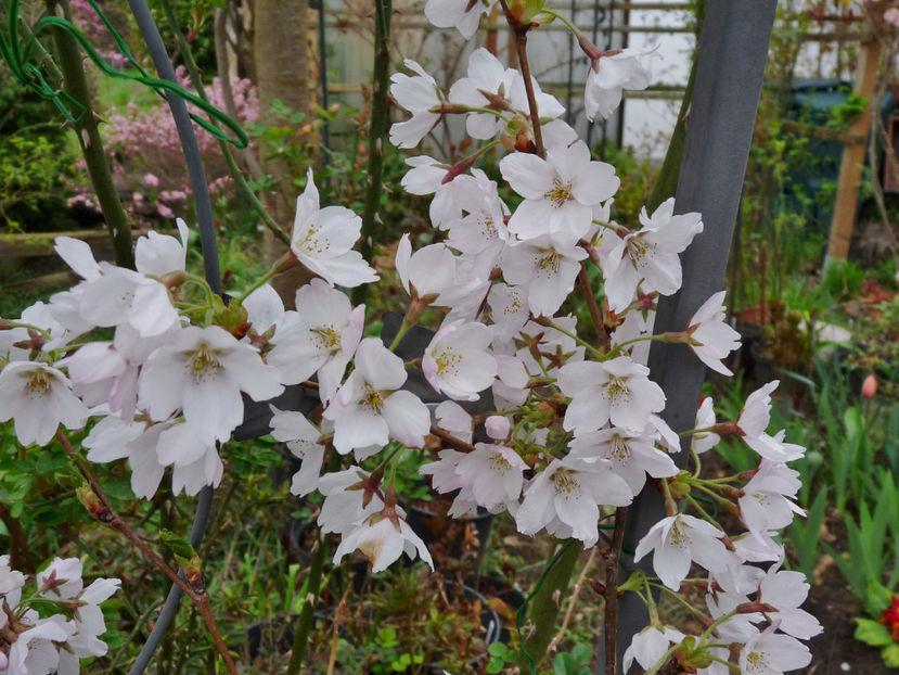  - 2023 - 01 - Primavara