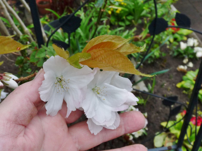  - 2023 - 01 - Primavara