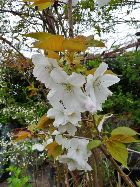  - 2023 - 01 - Primavara